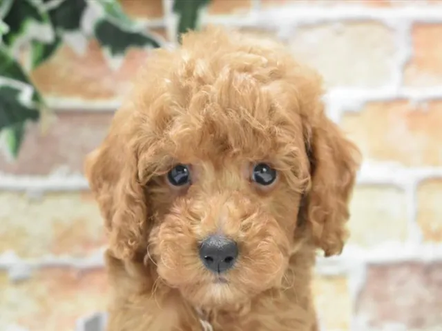 鳥取県のトイプードル(トイ) (ペッツワンFC鳥取店/2025年4月21日生まれ/男の子/レッド)の子犬